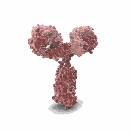 [GEN-ANTI-01] Gentaur Rat (11.23.22r) Mab-1 Monoclonal Antibody